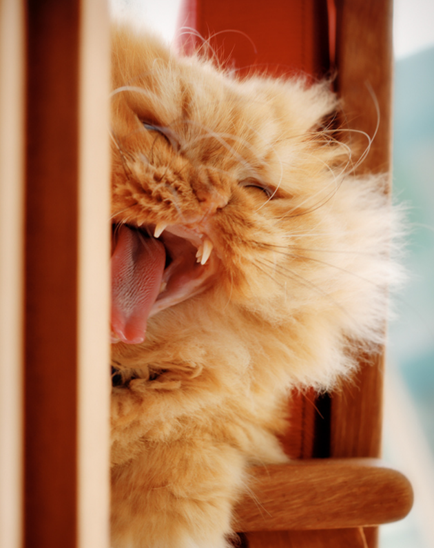 Garfi,  Гарфи, Hulya Ozkok, персидский кот Гарфи, злобный кот Гарфи