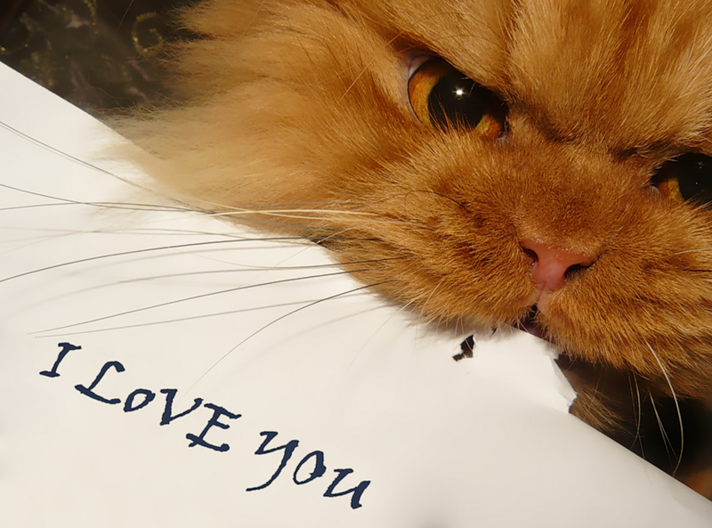 Garfi,  Гарфи, Hulya Ozkok, персидский кот Гарфи, злобный кот Гарфи