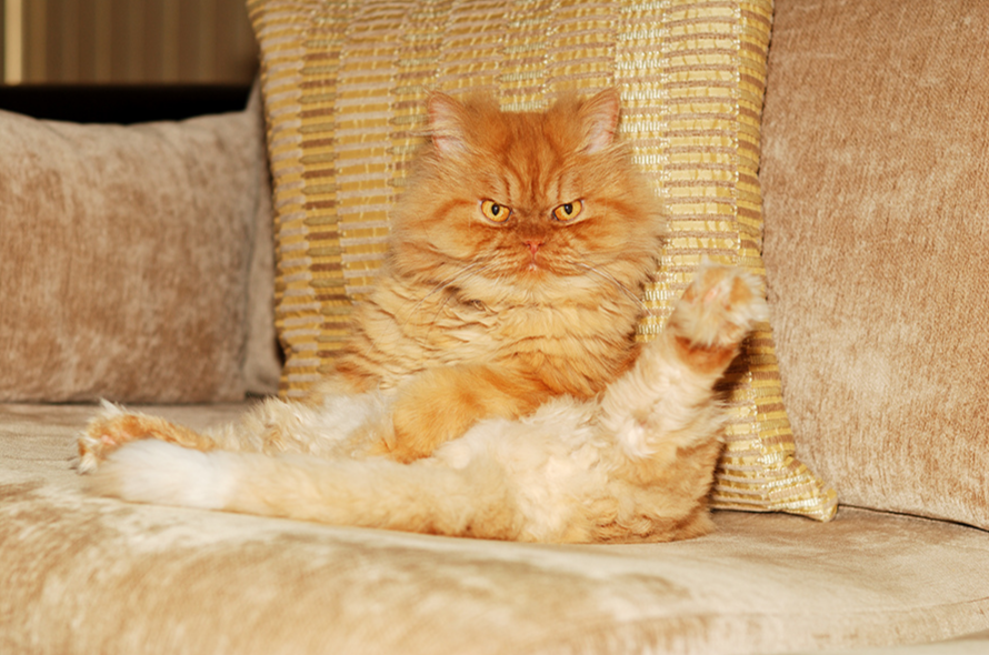 Garfi,  Гарфи, Hulya Ozkok, персидский кот Гарфи, злобный кот Гарфи