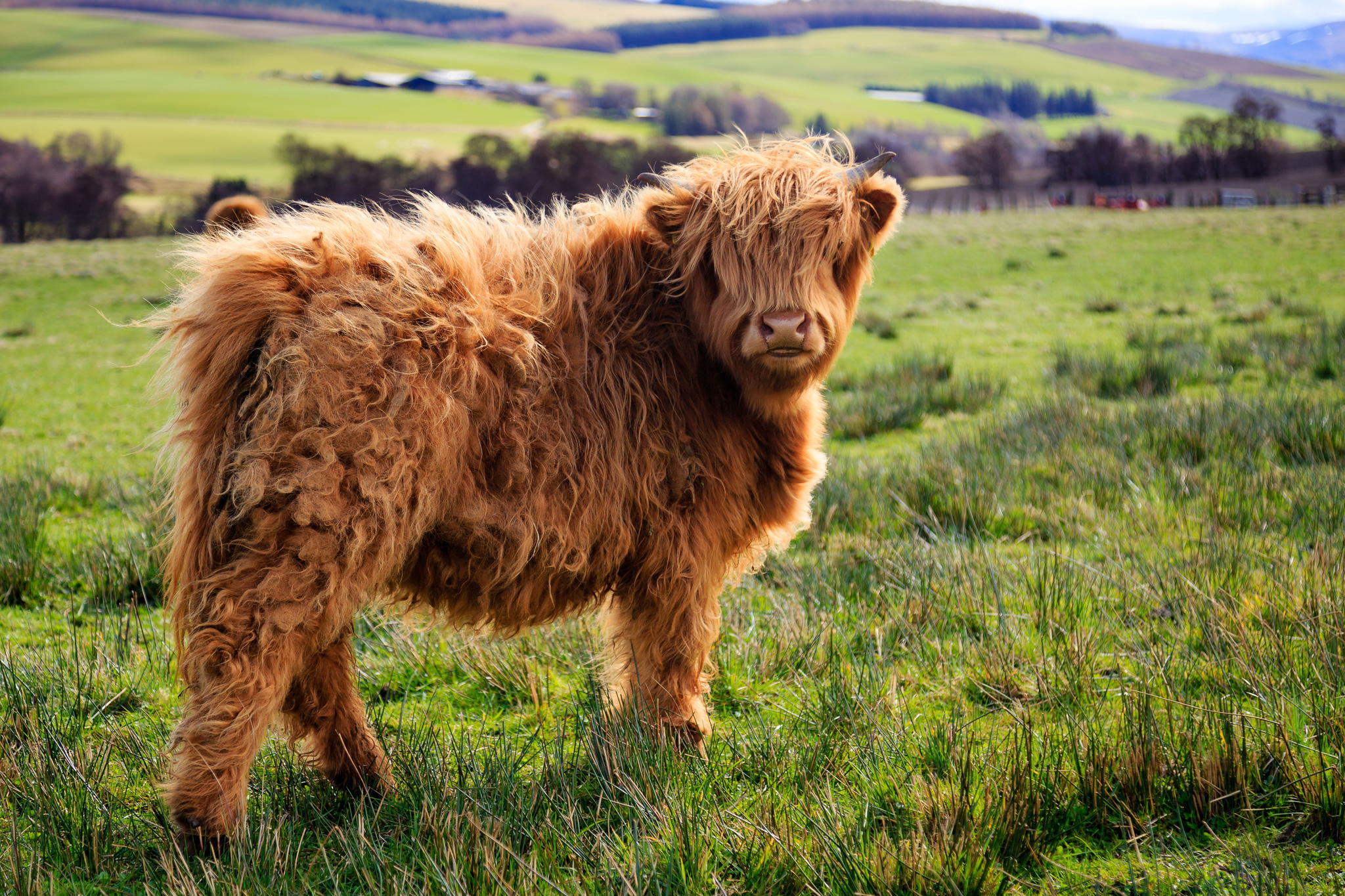 Animals en. Шотландские коровы породы хайленд. Шотландская корова хайлендер. Шотландский высокогорный теленок. Телята породы хайленд.
