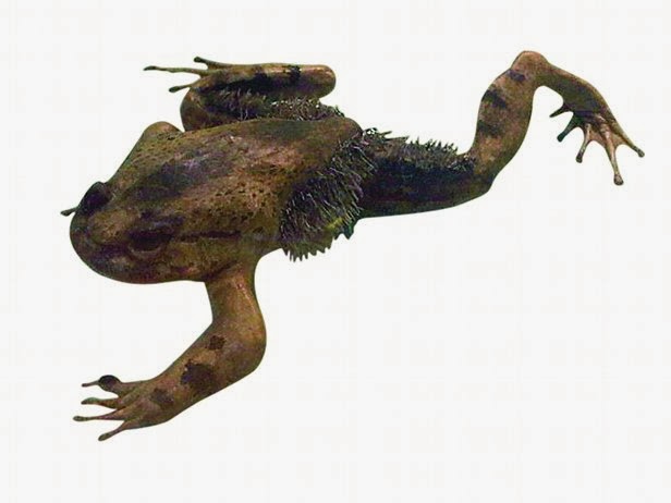 Лягушка Trichobatrachus robustus