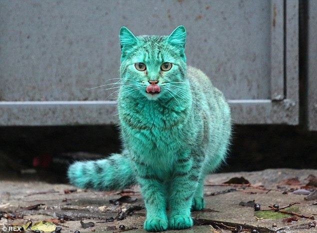 зелёный кот Варна, Green cat Varna