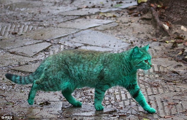 зелёный кот Варна, Green cat Varna