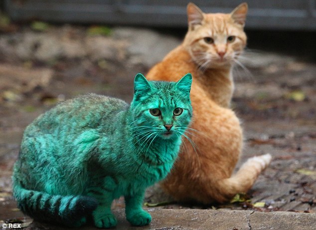 зелёный кот Варна, Green cat Varna