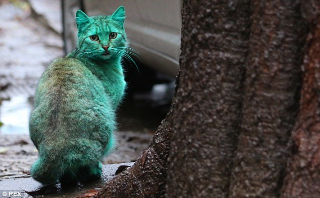 зелёный кот Варна, Green cat Varna