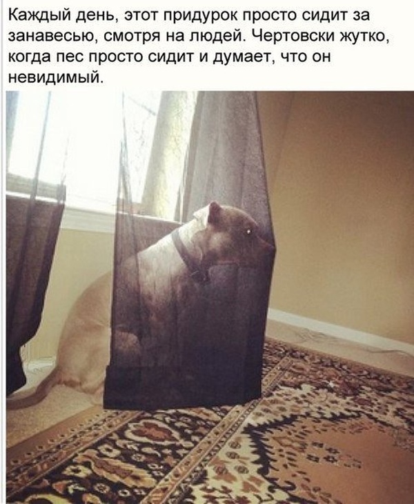 Позитив, юмор, смешные фотографии,прикол