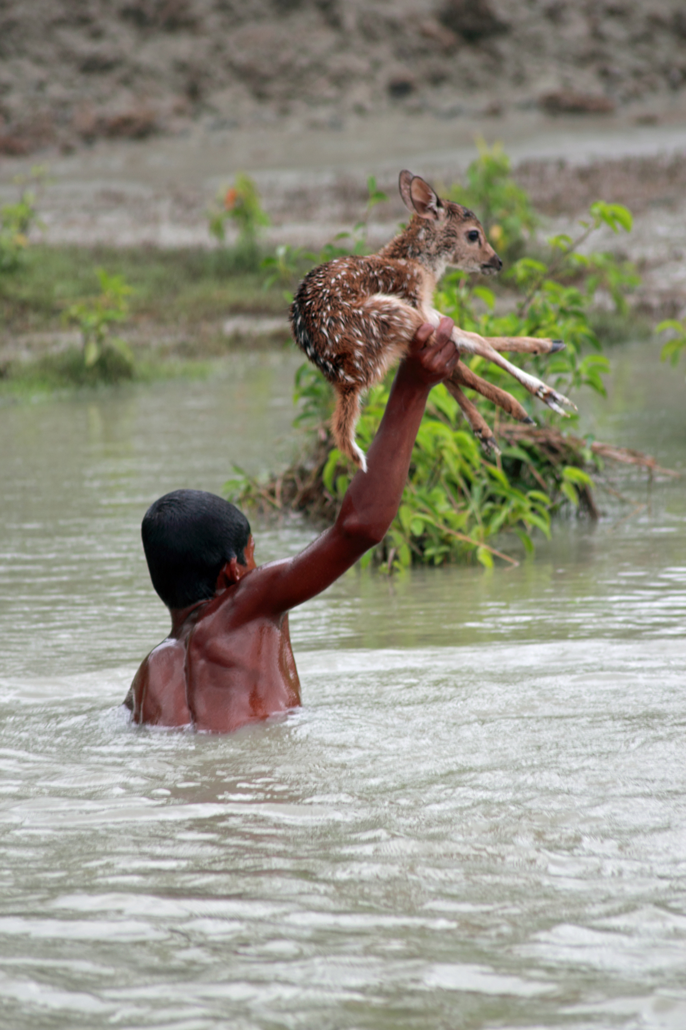 Храбрый мальчик рисковал собственной жизнью, чтобы спасти оленёнка Спасение олененка маленьким мальчиком Белал, фотогаф Хасибул Фахаб Hasibul Wahab