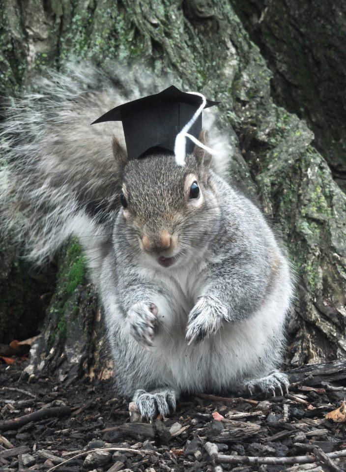 белка Снизи, шляпы белки, модные шляпы белка