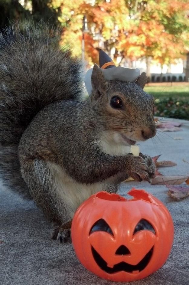 белка Снизи, шляпы белки, модные шляпы белка