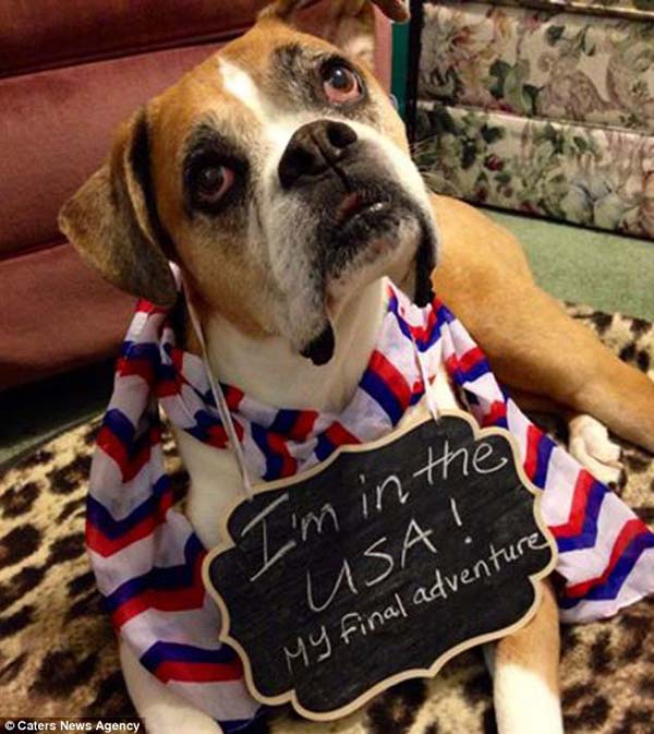 последние счастливые дни собаки, список желаний Ромео, Риина Кук, Riina Cooke, собака больная раком, последние желания умирающей собкаи