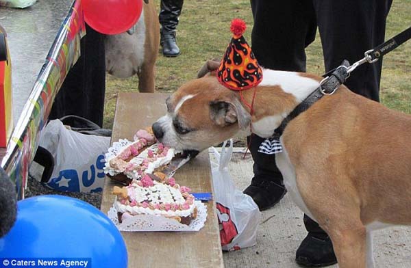 последние счастливые дни собаки, список желаний Ромео, Риина Кук, Riina Cooke, собака больная раком, последние желания умирающей собкаи