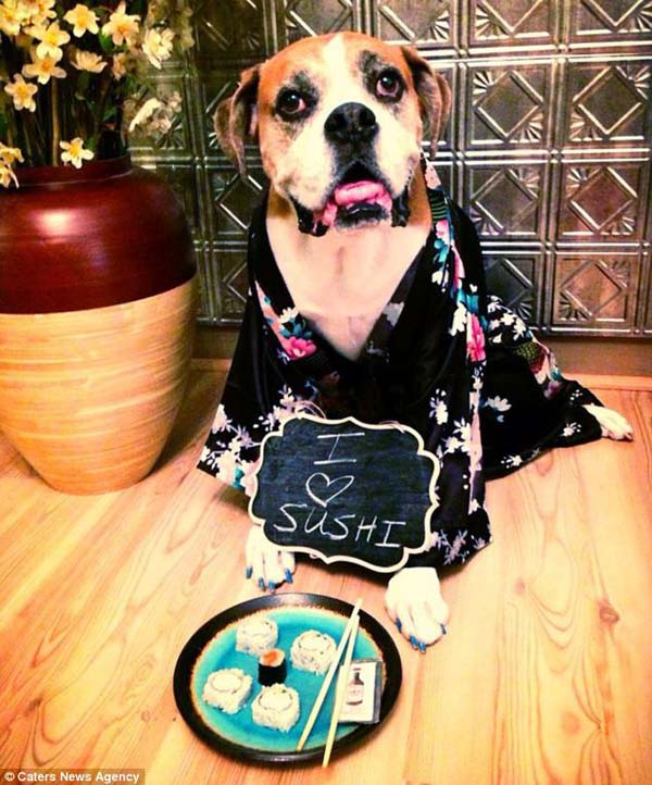 последние счастливые дни собаки, список желаний Ромео, Риина Кук, Riina Cooke, собака больная раком, последние желания умирающей собкаи