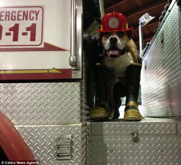 последние счастливые дни собаки, список желаний Ромео, Риина Кук, Riina Cooke, собака больная раком, последние желания умирающей собкаи