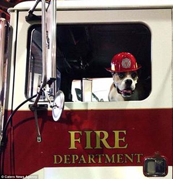 последние счастливые дни собаки, список желаний Ромео, Риина Кук, Riina Cooke, собака больная раком, последние желания умирающей собкаи