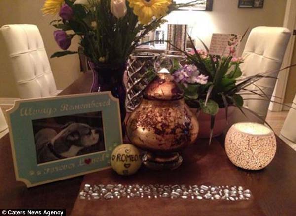 последние счастливые дни собаки, список желаний Ромео, Риина Кук, Riina Cooke, собака больная раком, последние желания умирающей собкаи