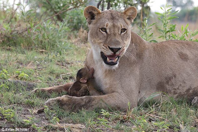 спасение детеныша бабуина, львица пощадила бабуина, львица убила, Эван Шиллер, Лиза Хольцварт