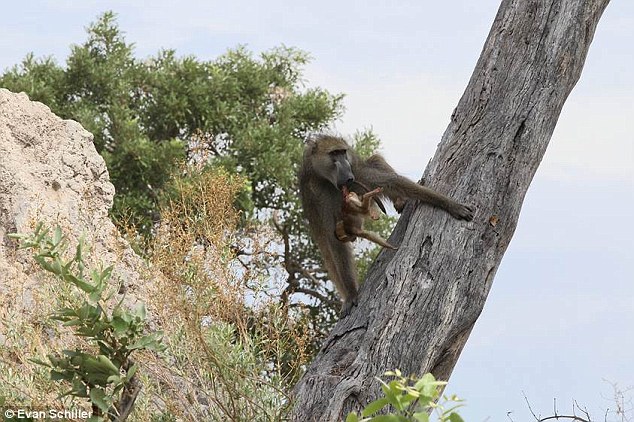 спасение детеныша бабуина, львица пощадила бабуина, львица убила, Эван Шиллер, Лиза Хольцварт