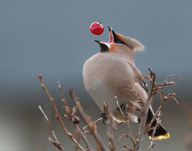 в нужный момент, поймать кадр, лови момент