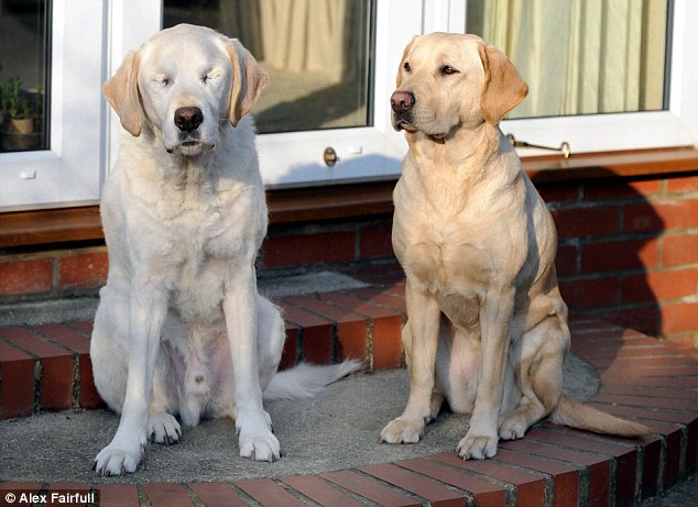 собака- поводырь, слепая собака, лабрадор Эдвард 