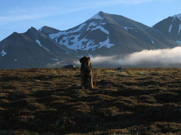 пес спас хозяина ценой жизни, Мейсон спас хозйяку от волка, собака защитила хозяина от волка