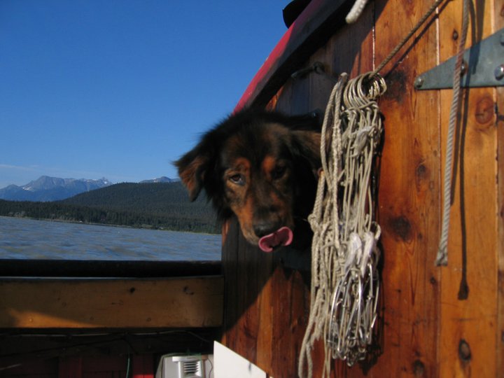 пес спас хозяина ценой жизни, Мейсон спас хозйяку от волка, собака защитила хозяина от волка