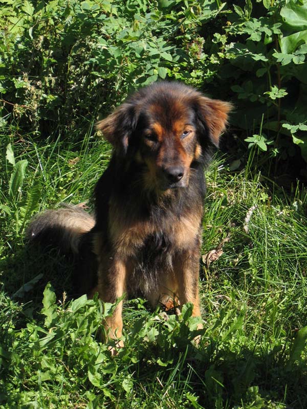 пес спас хозяина ценой жизни, Мейсон спас хозйяку от волка, собака защитила хозяина от волка