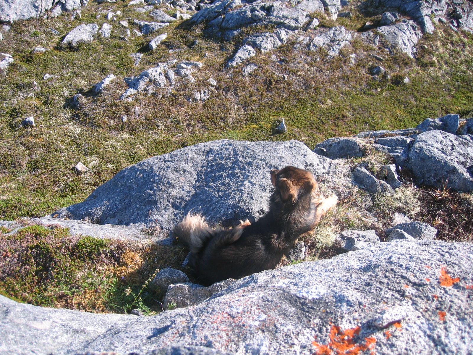 пес спас хозяина ценой жизни, Мейсон спас хозйяку от волка, собака защитила хозяина от волка