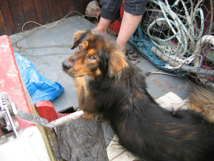 пес спас хозяина ценой жизни, Мейсон спас хозйяку от волка, собака защитила хозяина от волка