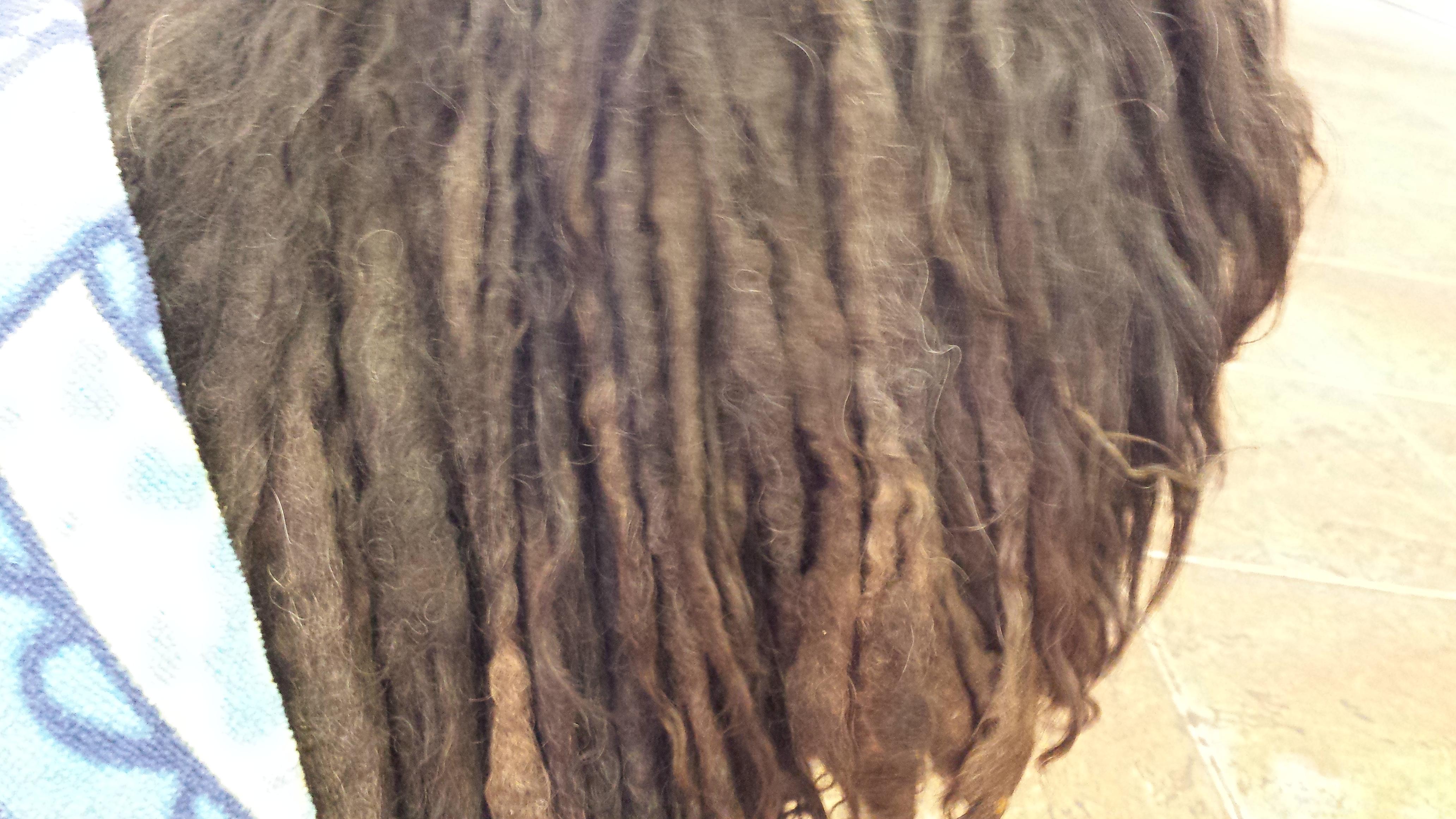 Как стала выглядеть грязная бездомная собака, после того как её помыли и сбрили дреды сбрили дреды собаки, помыли побрили бездомную собаку, уход за бездомной собакой