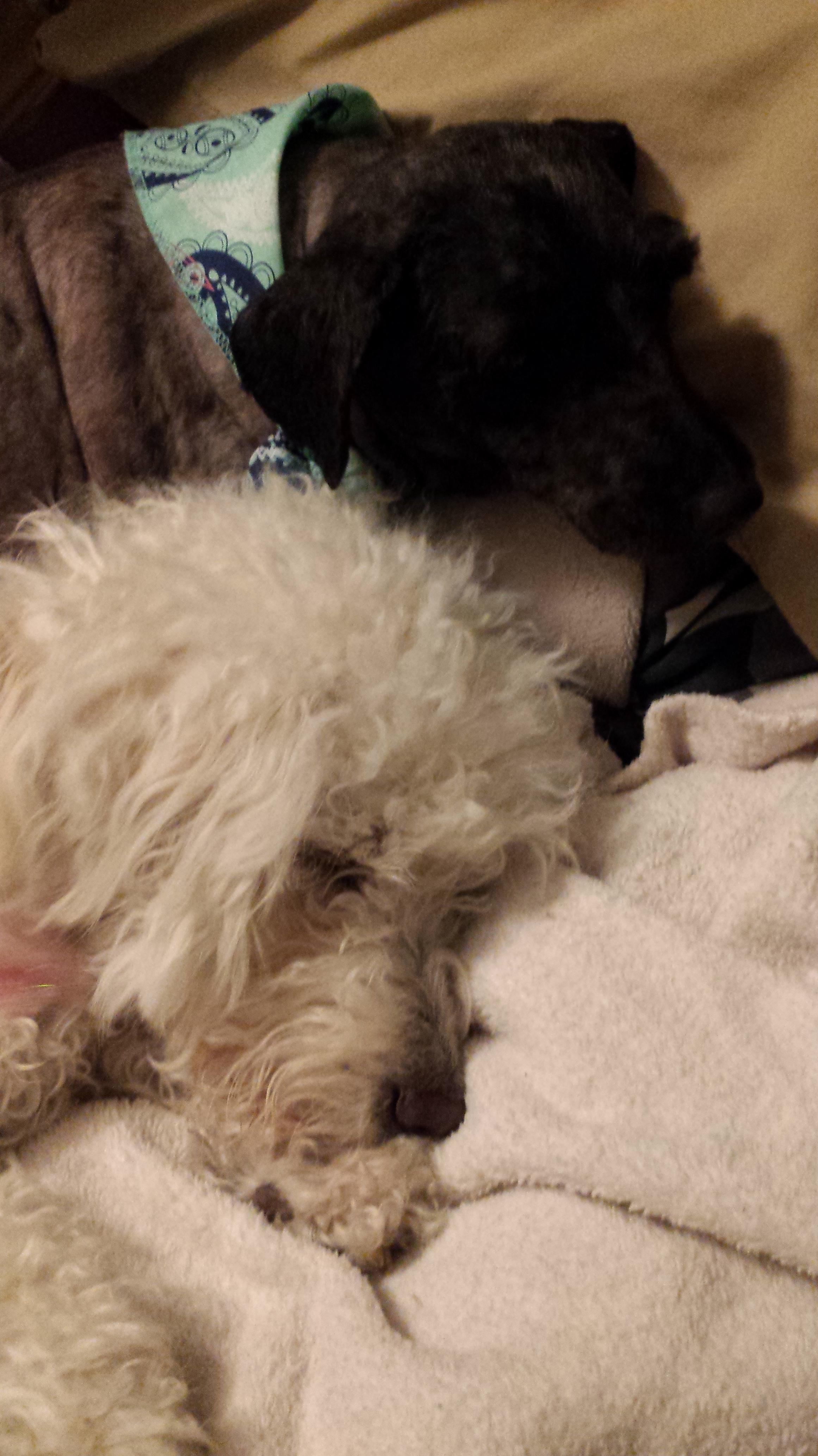 Как стала выглядеть грязная бездомная собака, после того как её помыли и сбрили дреды сбрили дреды собаки, помыли побрили бездомную собаку, уход за бездомной собакой