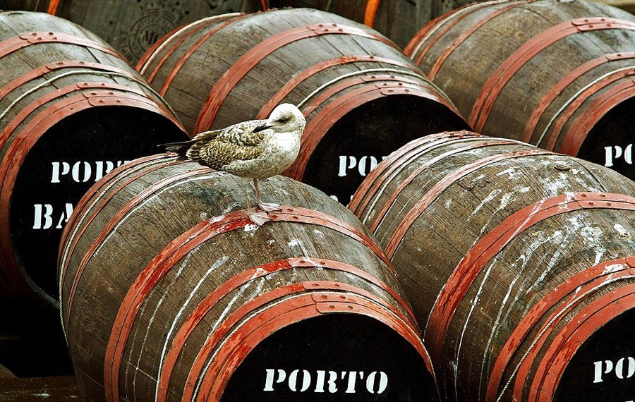 Тошнотворные деликатесы, омерзительные блюда, жуткие блюда  