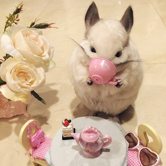 Бубу - самая счастливая шиншилла в мире, ведущая роскошный образ жизни шиншилла Бубу, самая милая шиншилла