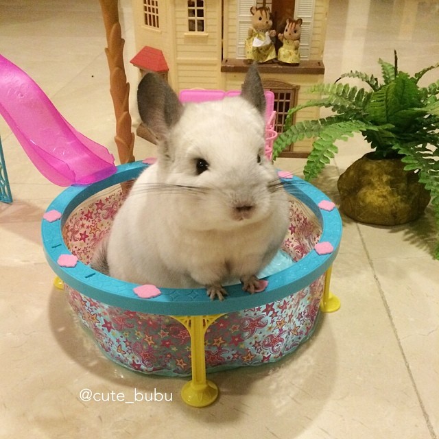 Бубу - самая счастливая шиншилла в мире, ведущая роскошный образ жизни шиншилла Бубу, самая милая шиншилла