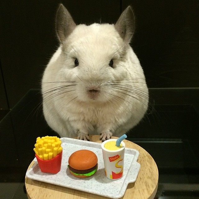 Бубу - самая счастливая шиншилла в мире, ведущая роскошный образ жизни шиншилла Бубу, самая милая шиншилла