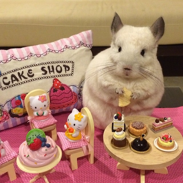 Бубу - самая счастливая шиншилла в мире, ведущая роскошный образ жизни шиншилла Бубу, самая милая шиншилла