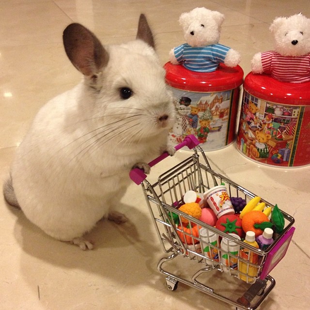 Бубу - самая счастливая шиншилла в мире, ведущая роскошный образ жизни шиншилла Бубу, самая милая шиншилла