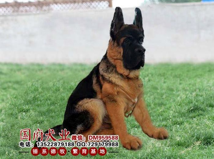 овчарка по-китайски, немецкая овчарка китай