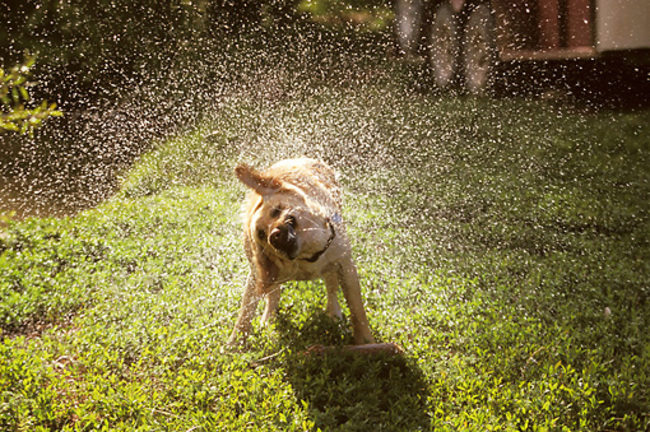 вещи которые не стоит делать собакам, способы собаки показать любят своего хозяина, 