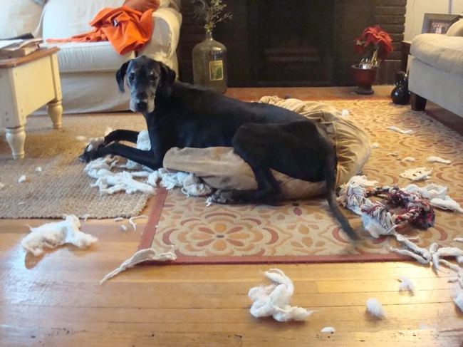 вещи которые не стоит делать собакам, способы собаки показать любят своего хозяина, 