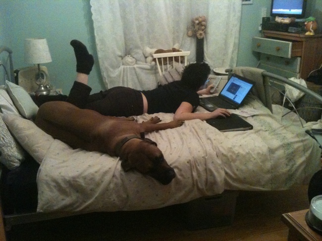 вещи которые не стоит делать собакам, способы собаки показать любят своего хозяина, 