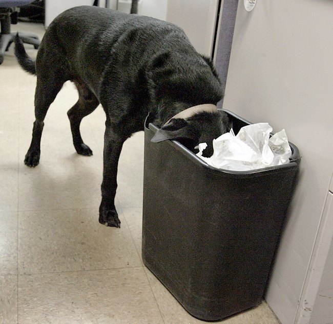 вещи которые не стоит делать собакам, способы собаки показать любят своего хозяина, 