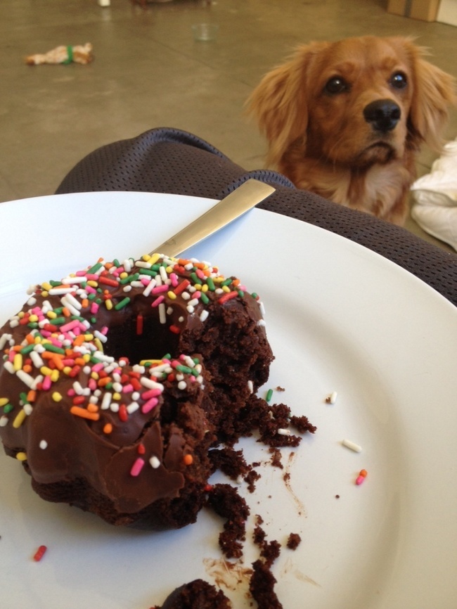 вещи которые не стоит делать собакам, способы собаки показать любят своего хозяина, 