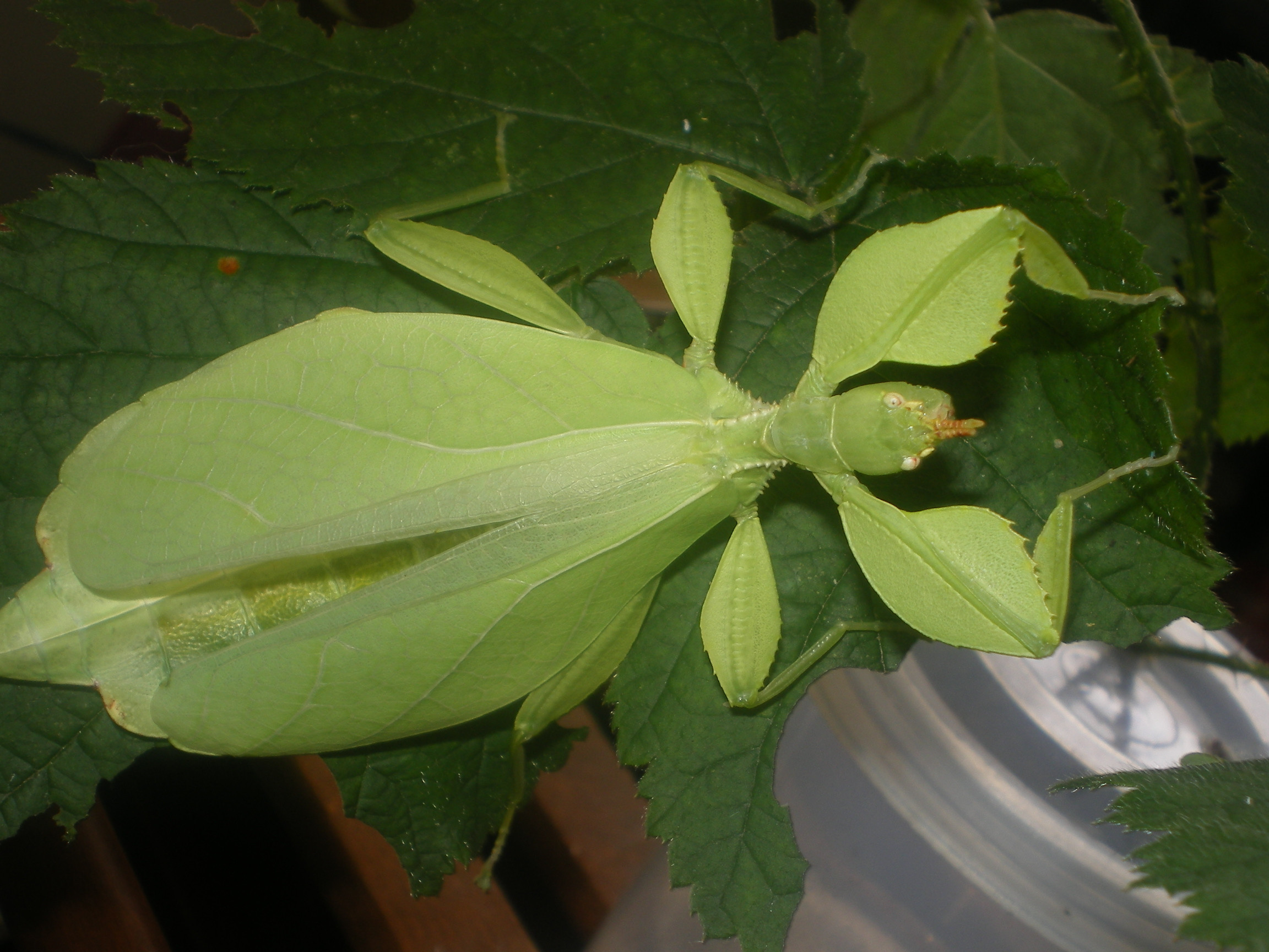 Не тот костюм: насекомые, которые выглядят точь-в-точь как нечто другое насекомые выглядят как другие животыне насекомые, насекомые похожие на других, маскировка насекомых