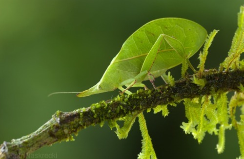 Не тот костюм: насекомые, которые выглядят точь-в-точь как нечто другое насекомые выглядят как другие животыне насекомые, насекомые похожие на других, маскировка насекомых