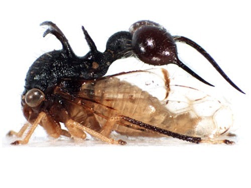 Не тот костюм: насекомые, которые выглядят точь-в-точь как нечто другое насекомые выглядят как другие животыне насекомые, насекомые похожие на других, маскировка насекомых