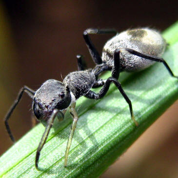 Не тот костюм: насекомые, которые выглядят точь-в-точь как нечто другое насекомые выглядят как другие животыне насекомые, насекомые похожие на других, маскировка насекомых