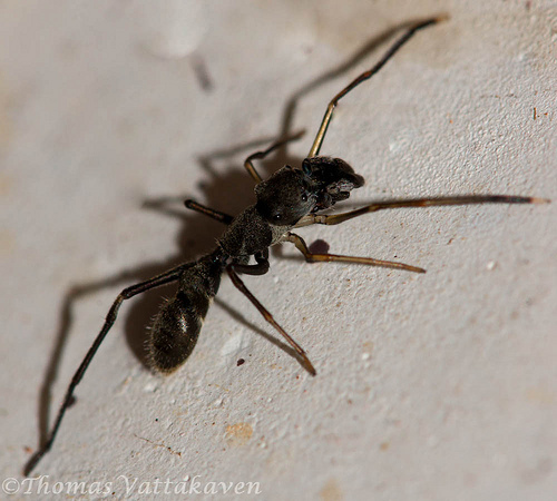 Не тот костюм: насекомые, которые выглядят точь-в-точь как нечто другое насекомые выглядят как другие животыне насекомые, насекомые похожие на других, маскировка насекомых