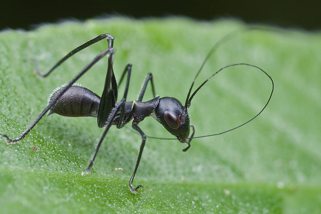 Не тот костюм: насекомые, которые выглядят точь-в-точь как нечто другое насекомые выглядят как другие животыне насекомые, насекомые похожие на других, маскировка насекомых