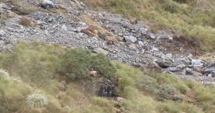 Сколько диких коз вы видите на фото, сколько гималайских таров на фото, гималайский тар