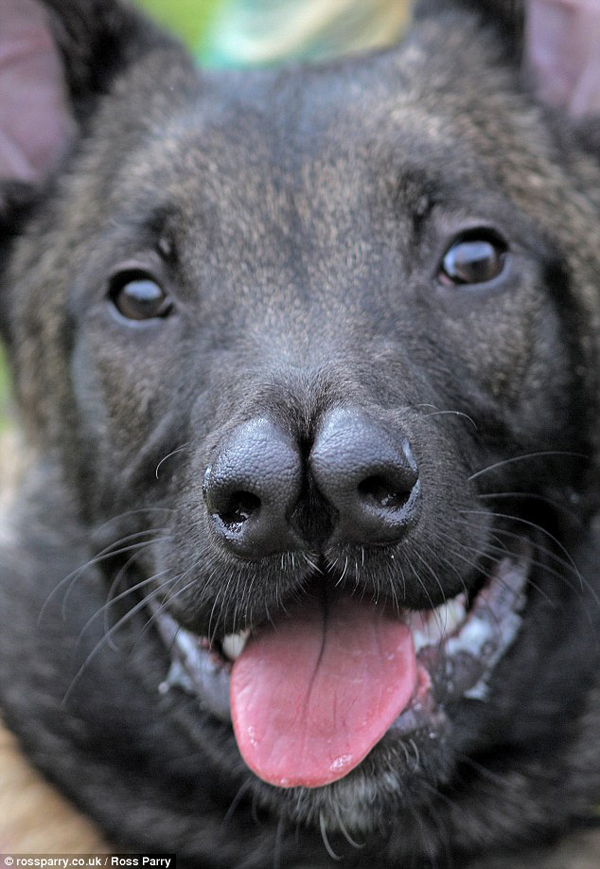 Пес, с двумя носами, двуносый, Snuffles , Снаффлз 